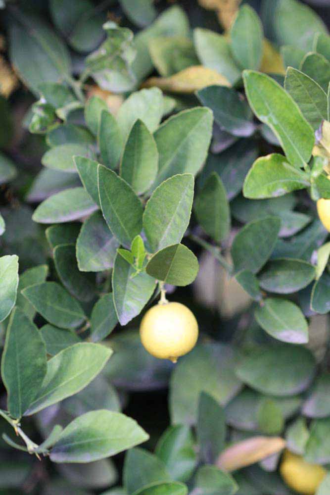            Sun leaves (Mexican, Riverside, CA)   